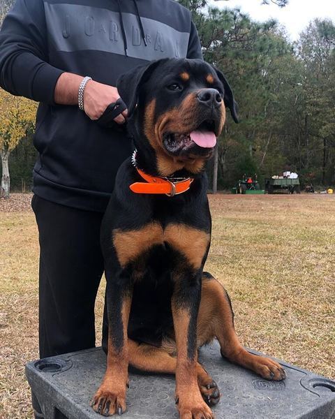 Baldo B.'s 8-month-old Rottweiler sitting on a step