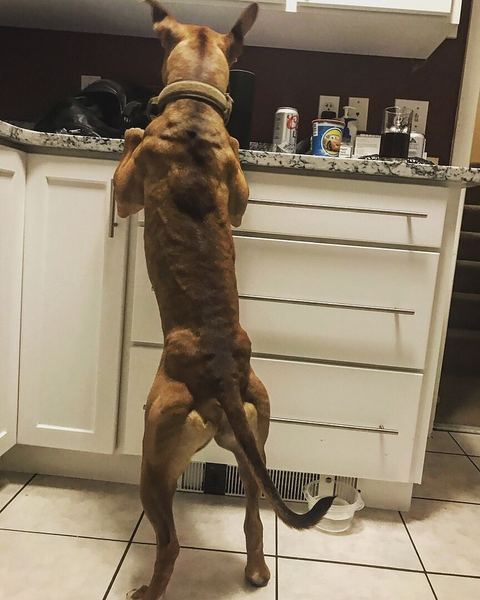Cerien V.'s basenji pit bull mix standing up at the kitchen counter