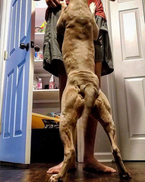 Dakota B.'s 6-year-old American Pit Bull Terrier standing up at a doorway