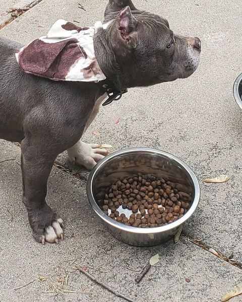 Ericka B.'s gray pocket bully Mr. Hercules standing by his food bowl