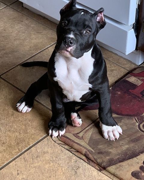 James L.'s young black and white pit bull sitting on a kitchen floor