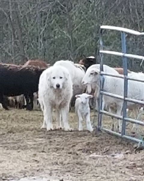 Karen H.'s Maremma livestock guardian dogs with sheep by a gate