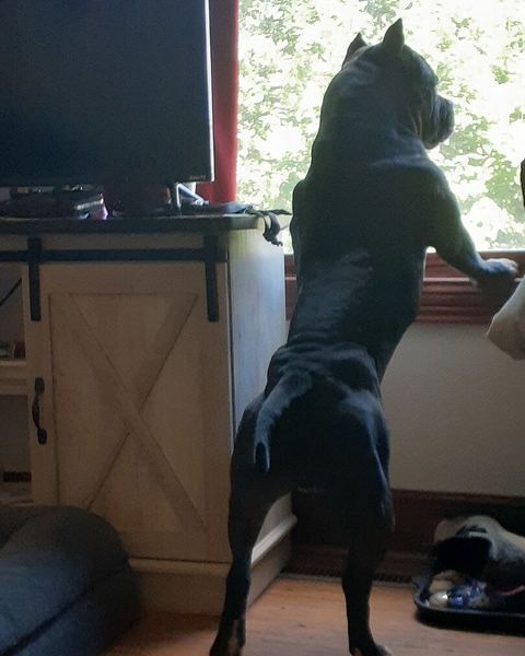 Lisa R.'s black dog standing up at a window