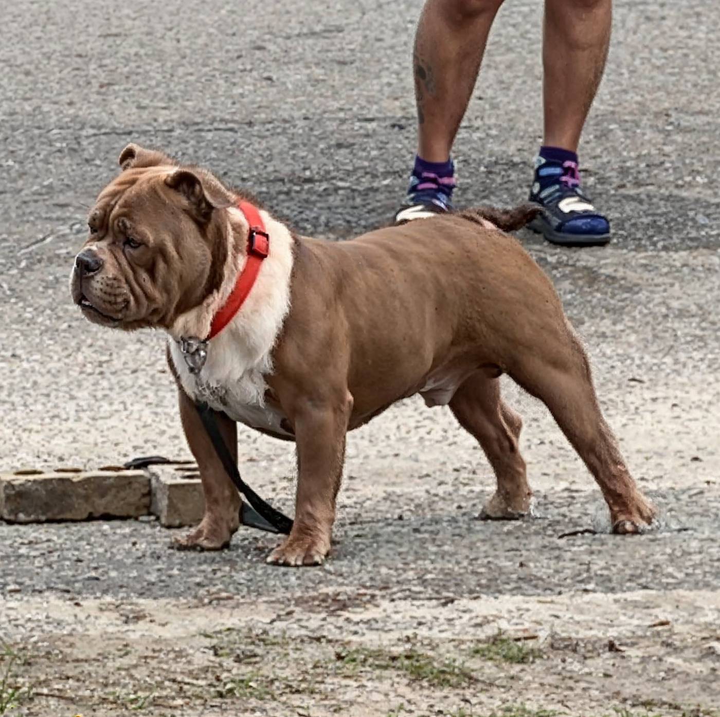 Steven Y.'s muscular brown and white bully in a red collar standing on pavement