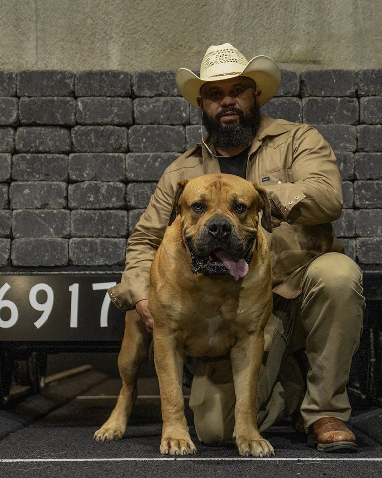 Eli Carver kneeling with his Boerboel Sun Wukong in front of the 16,917 lb weight pull cart