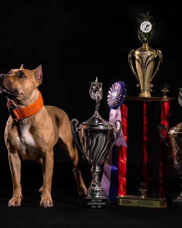 Erica Noseworthy's fawn American Pit Bull Terrier in an orange collar beside show trophies and ribbons