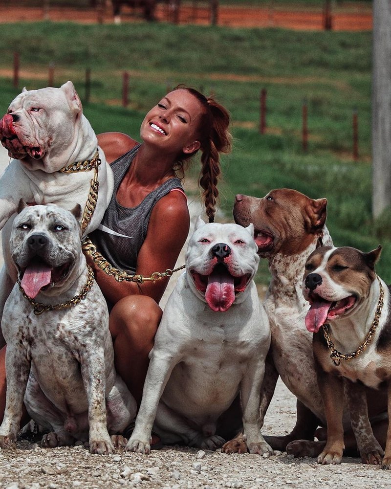 Katie McCutcheon of The Incredibullz with four American Bullies