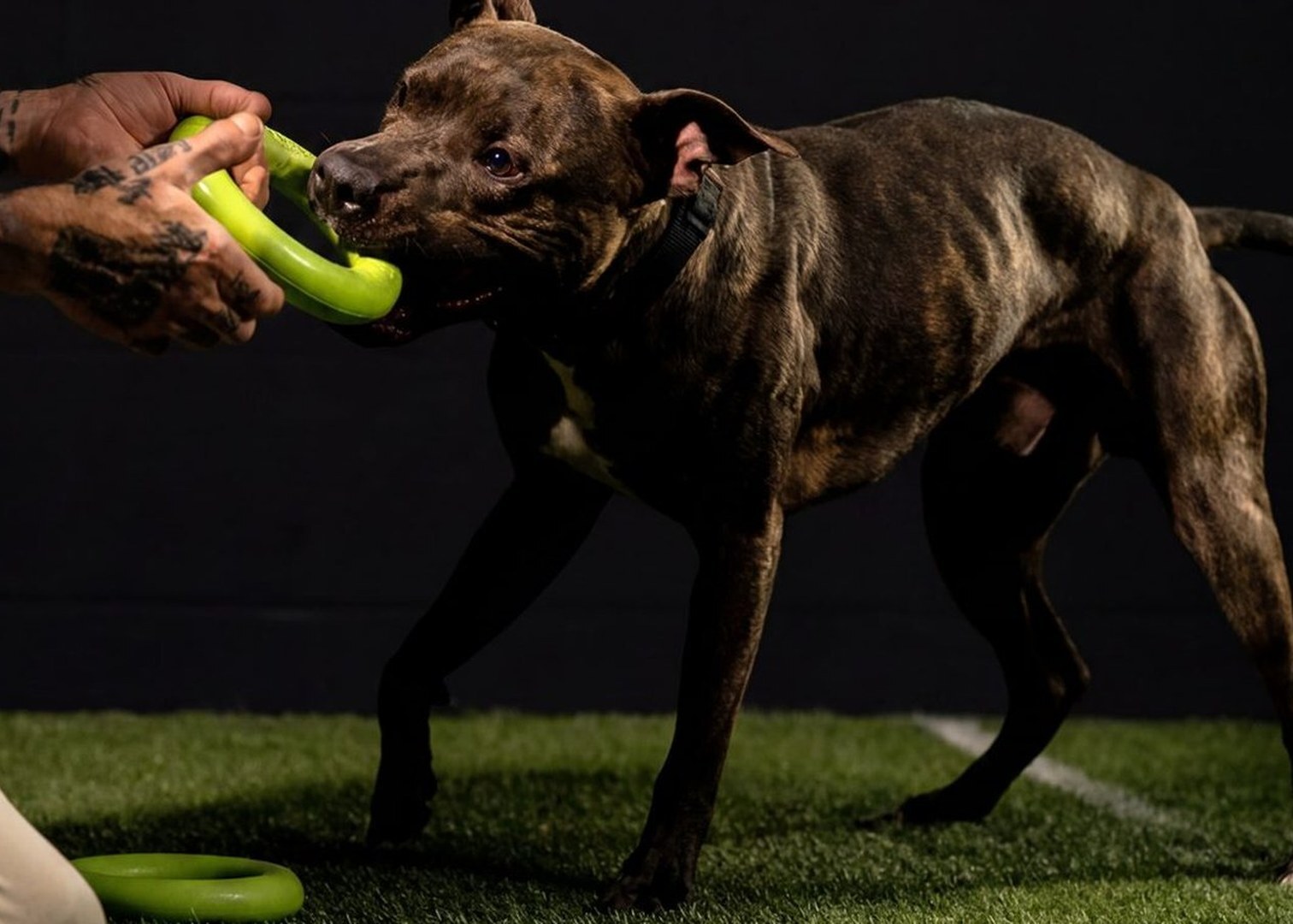 Muscular brindle pit bull playing tug with a trainer on turf at the Bully Max training facility
