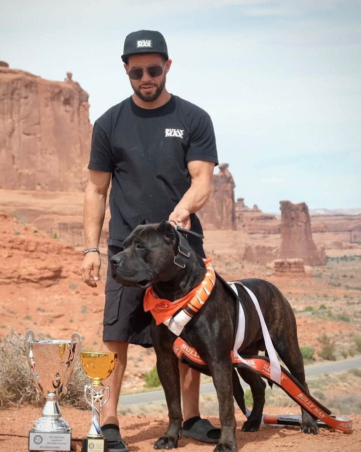 Travis Torrez of PresaMania with his Presa Canario Amarillo, trophies and a bag of Bully Max 30/20