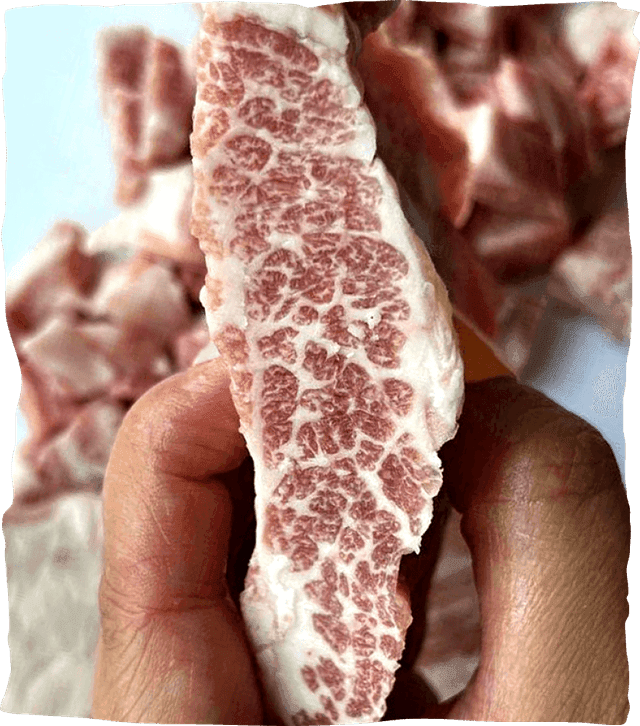 Try Ibérico “The Wagyu of Pork” 100 Riskfree TODAY! CAMPO GRANDE