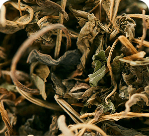 Motherwort leaves