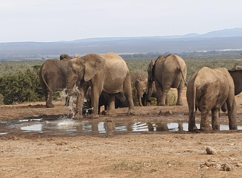 Addo Elephant Park, South Africa