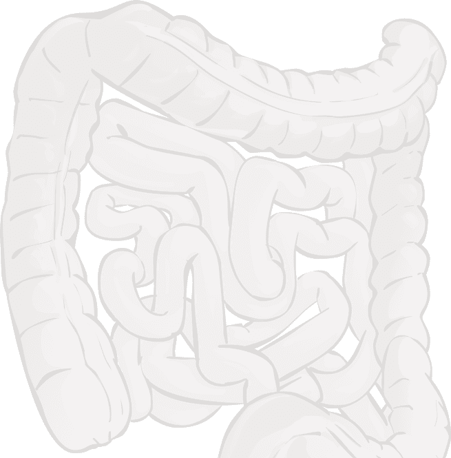 Digestive System