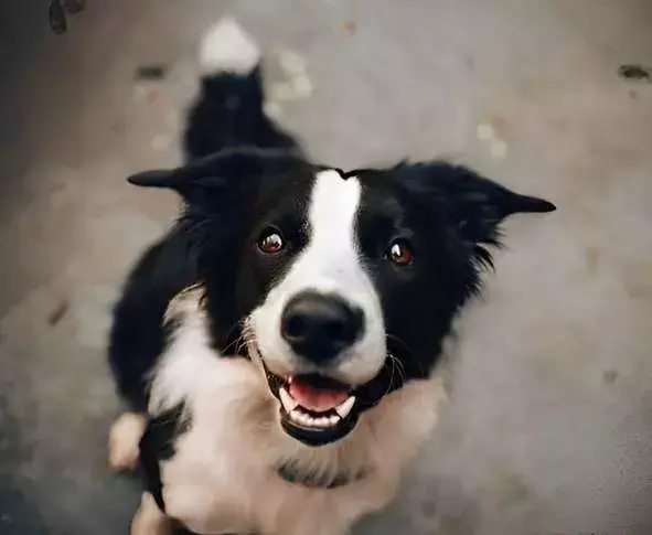 Best By Farr Dog Training In Raleigh, North Carolina