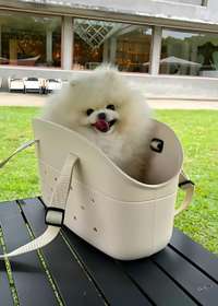 Bolsa de EVA Corfly bege com pet dentro, ideal para transporte com conforto e estilo