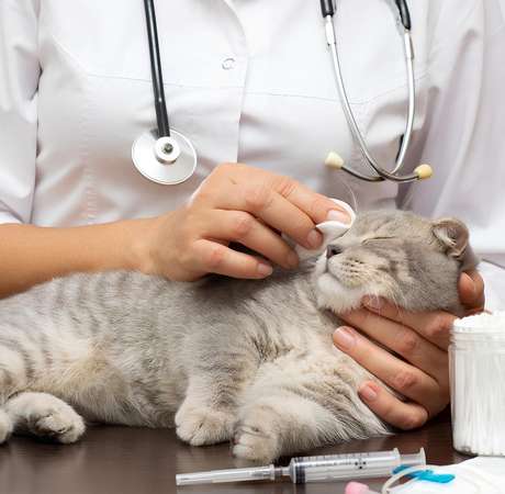 Wellness Exams & Preventive Care