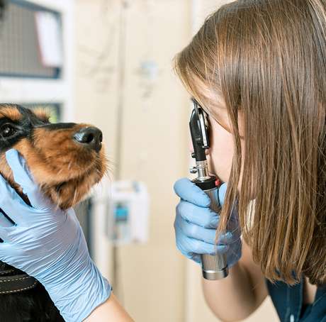Ophthalmology