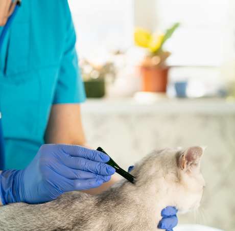 Dermatology