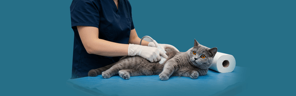 Pet X-Ray