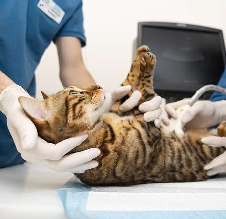 Neutering (Spay & Castration)