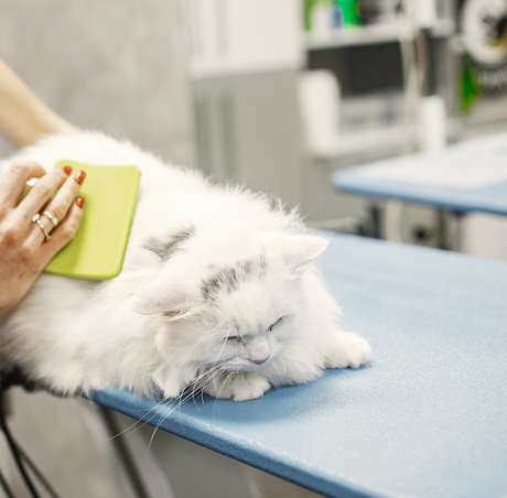 Grooming