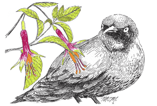 San fran bird 5x7 by Mary Claire McCallum