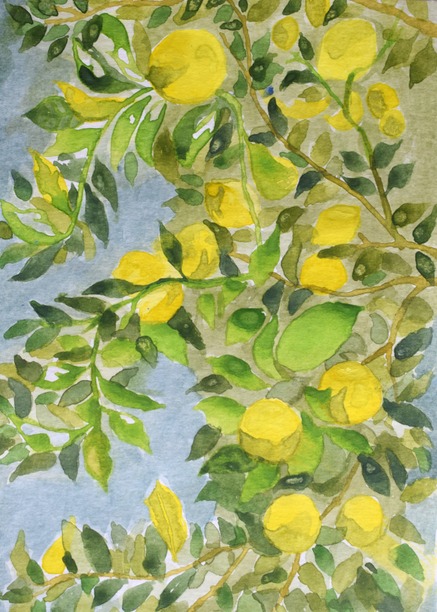 Spain lemons by Mary Claire McCallum