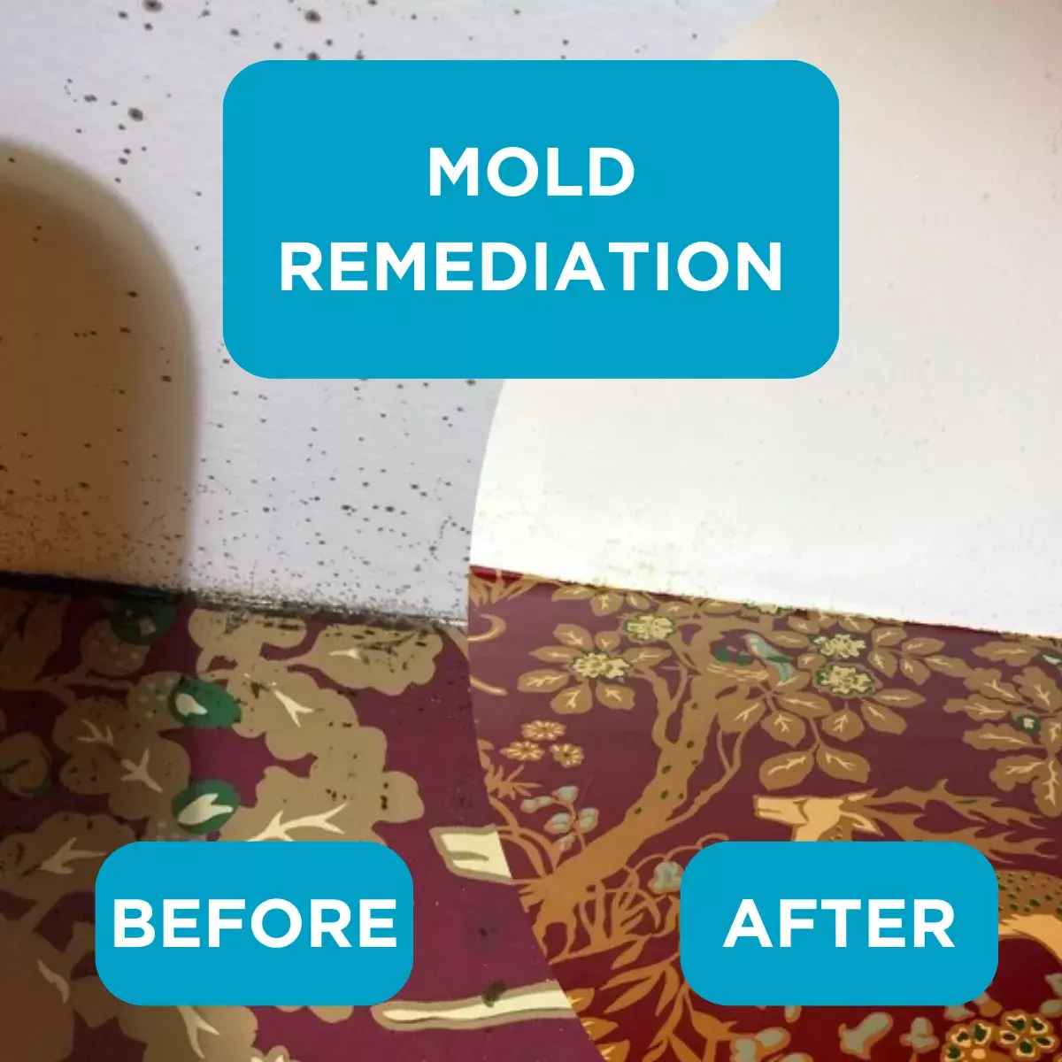 Green Home Solutions Raleigh Mold Remediation