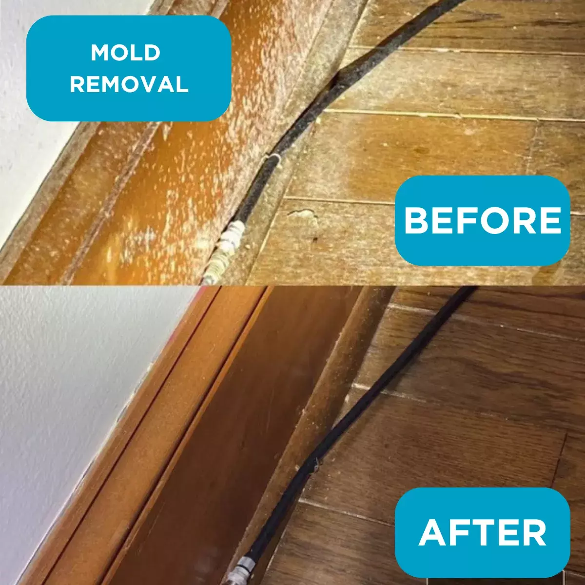 Green Home Solutions Raleigh Mold Removal