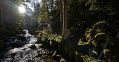 Wald