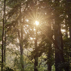 das Bild zeigt einen Wald