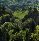 das Bild zeigt einen Wald