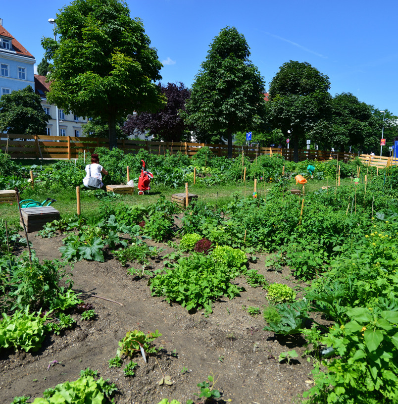 Urban Gardening  beim  Wiener Augarten