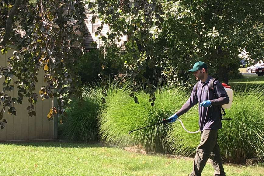 Local Mosquito Control Pest Removal Now