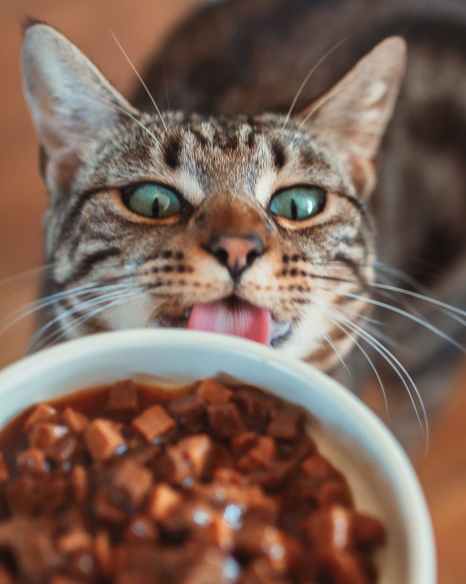 Republic of Cats Our Food