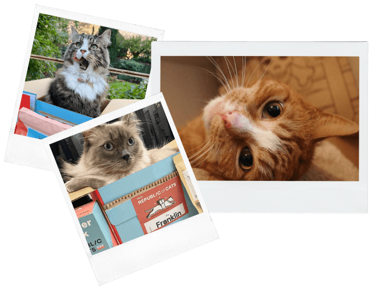 Republic of Cats Tailored cat food without the hassle