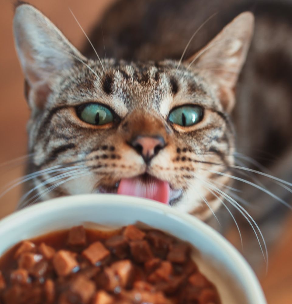 Republic of Cats One stop shop