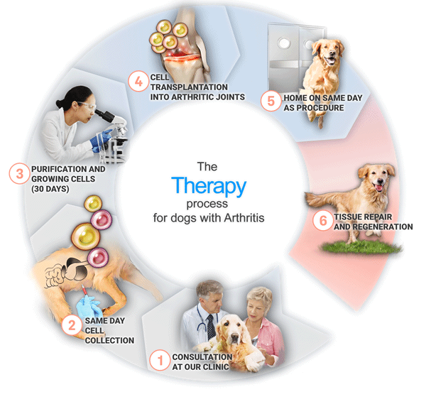 Stemcellvet Revealed The Fastest Way to Help Your Dog’s Mobility