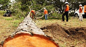 Tree Service  San Jose and Tree Removal 