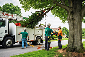 Tree Trimming Service