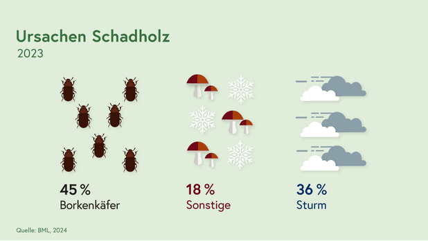 Hauptursache für den hohen Schadholzanteil 2021 waren unter anderem starker Sturm, Borkenkäferbefall oder zu hohe Schneelast.
