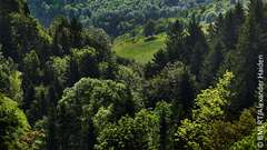 Foto: Errichtung klimafitter Wälder