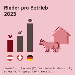 Die Grafik zeigt die Anzahl von Rindern pro Betrieb im Jahr 2023 in Österreich, in der Schweiz und in Deutschland: in Österreich waren es durchschnittlich 36, in der Schweiz 48 und in Deutschland 85.