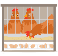 Die Illustration zeigt Hennnen inn Käfighaltung